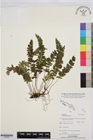 藏品(鈍齒鱗始蕨)的圖片