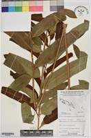 藏品(鹵蕨)的圖片