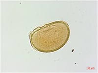 藏品(對生蹄蓋蕨)的圖片