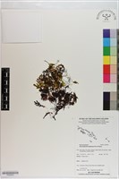 藏品(指裂細口團扇蕨)的圖片