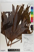 藏品(雙扇蕨)的圖片