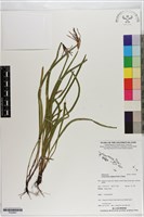 藏品(莎草蕨)的圖片