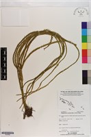 藏品(覆葉石松)的圖片