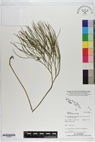 藏品(松葉蕨)的圖片