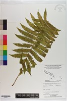 藏品(野小毛蕨)的圖片