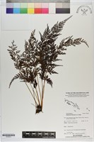 藏品(烏蕨)的圖片