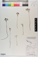 藏品(分枝莎草蕨)的圖片