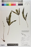 藏品(鈍齒鱗始蕨)的圖片