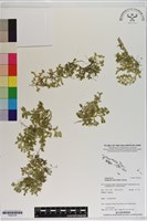 藏品(緣毛卷柏)的圖片