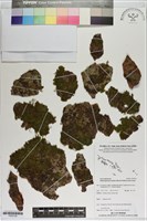 藏品(短柄單葉假脈蕨)的圖片