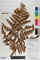 藏品(熱帶鱗蓋蕨)的圖片