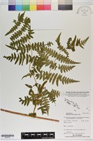 藏品(栗蕨)的圖片