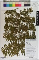 藏品(桫欏大金星蕨)的圖片