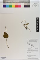 藏品(網脈瓶爾小草)的圖片