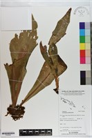 藏品(水芋葉車前、美葉車前蕨)的圖片