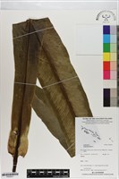 藏品(臺灣山蘇花)的圖片