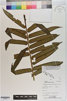藏品(觀音座蓮)的圖片