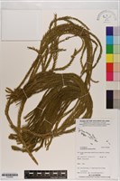 藏品(覆葉石松)的圖片