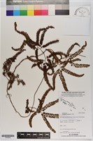 藏品(海南海金沙)的圖片