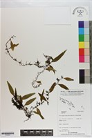 藏品()的圖片