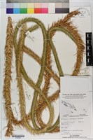 藏品()的圖片