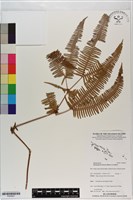 藏品(芒萁)的圖片