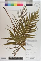 藏品(烏毛蕨)的圖片