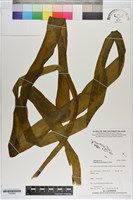 藏品(帶狀瓶爾小草)的圖片