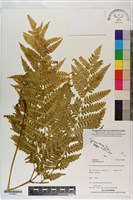 藏品(三角脈鳳尾蕨)的圖片