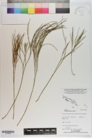 藏品(松葉蕨)的圖片