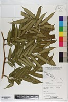 藏品(觀音座蓮舅)的圖片