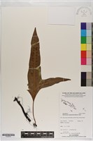 藏品(海岸星蕨)的圖片