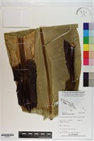 藏品(山蘇花)的圖片