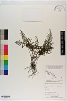 藏品(線片長筒蕨)的圖片