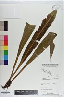 藏品(大黑柄鐵角蕨)的圖片