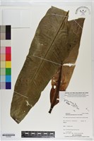 藏品(南洋山蘇花)的圖片