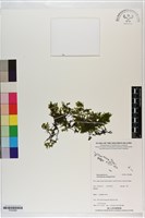 藏品(長片蕨)的圖片