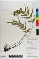 藏品(革葉鐵角蕨)的圖片