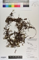 藏品(南洋蕗蕨)的圖片