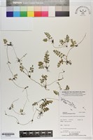 藏品(長生鐵角蕨)的圖片