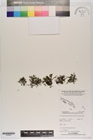 藏品(柯氏假脈蕨、假脈蕨)的圖片