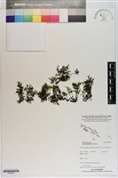 藏品(隸氏膜蕨、台灣膜蕨)的圖片