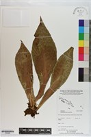 藏品(車前蕨)的圖片