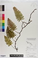 藏品(馬來陰石蕨)的圖片