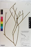 藏品(垂枝松葉蕨)的圖片