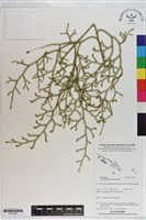 藏品(過山龍)的圖片