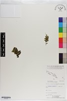 藏品(盾形單葉假脈蕨)的圖片