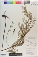 藏品(水蕨)的圖片