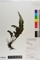 藏品(菲律賓厚葉蕨)的圖片