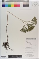 藏品(分枝莎草蕨)的圖片